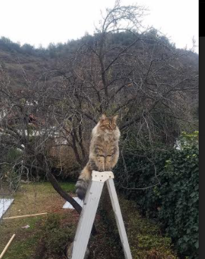 伦纳德独扛大旗难敌热火团队风暴，猛龙惜败背后的孤胆英雄