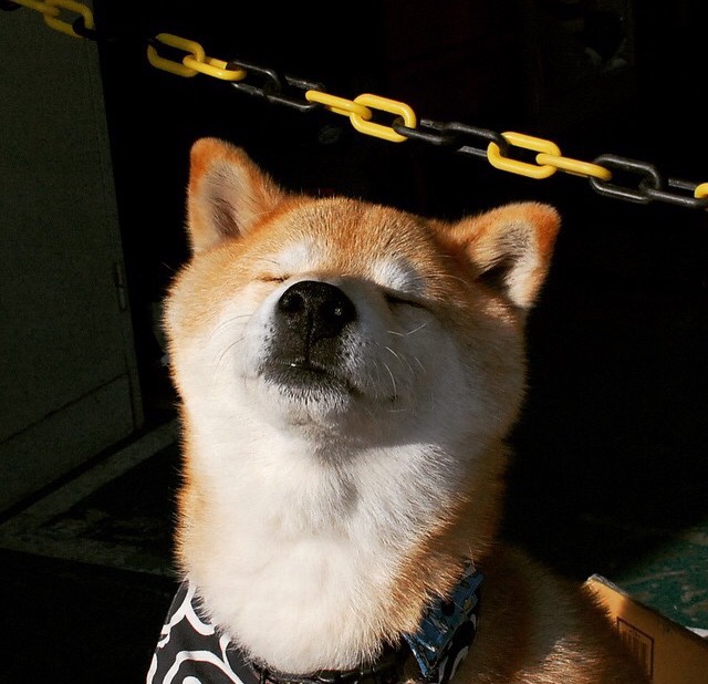 孤勇者逆袭，当汉密尔顿的意志成为梅赛德斯最锋利的武器