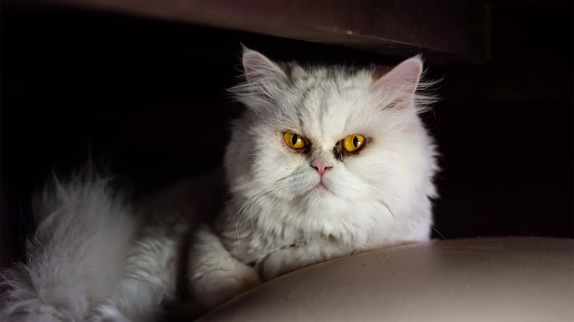 钢铁之脊背后的狂澜—马来西亚队如何靠辛杜的意志碾压印尼