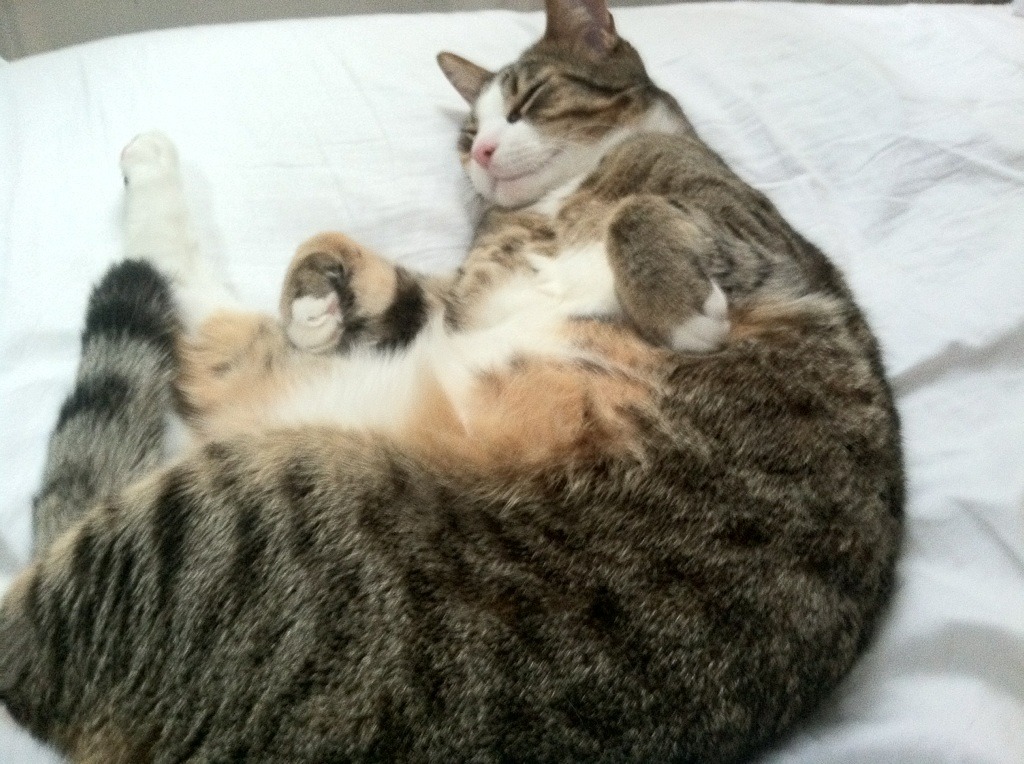 爱游戏官方-终局烽火，德约科维奇如何以蒙特卡洛之险胜，点燃年终总决赛的永恒独一