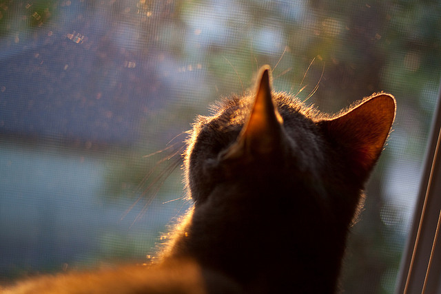 广东队稳稳拿下火箭，约基奇数据全面爆炸，一场跨越时空的篮球对话