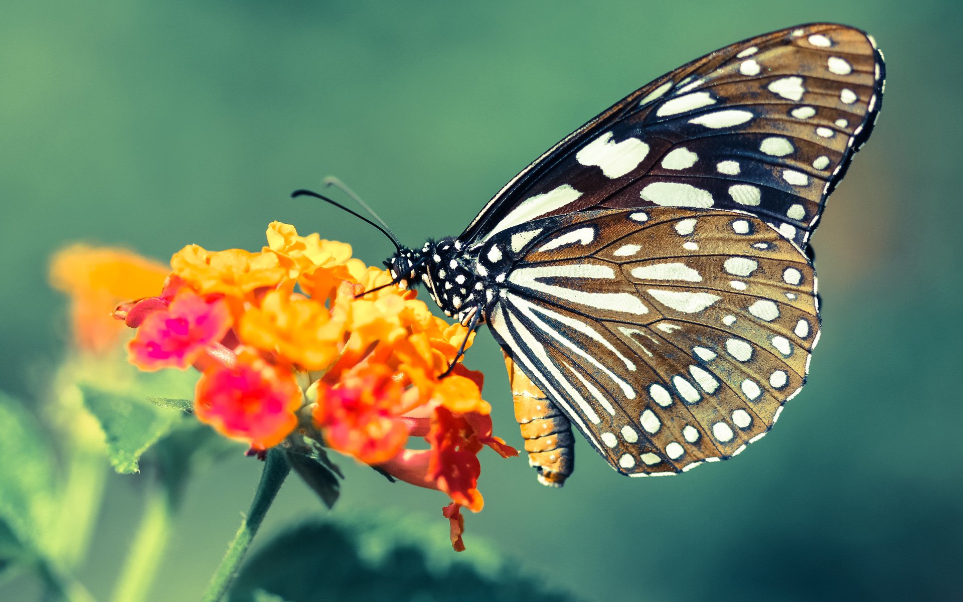 当欧冠半决赛在硬木地板上演，活塞如何像足球豪门般轻取上海队
