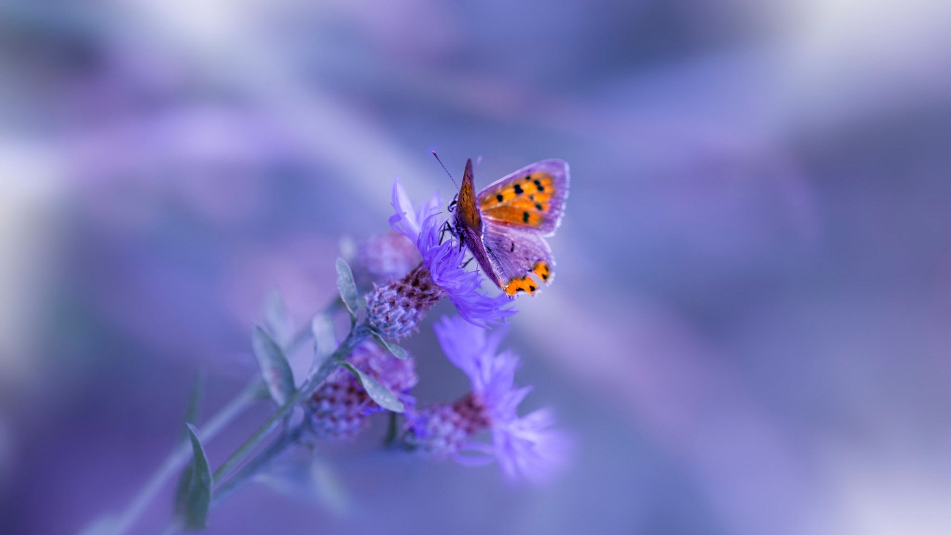 爱游戏大厅-蒂亚戈光芒四射，佛罗伦萨3-0速胜玻利维亚友谊赛