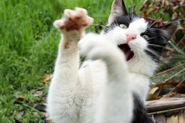 爱游戏APP-蓝黑军团提前五轮加冕，萨拉赫末节19分封神，冠军的心，永不独行