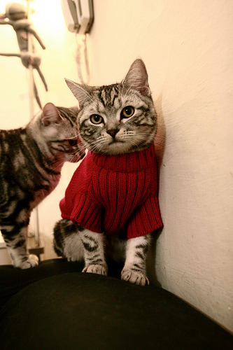 数字不会说谎，在湖人凯尔特人这场17冠对决中，布伦森正在写下第18种冠军密码