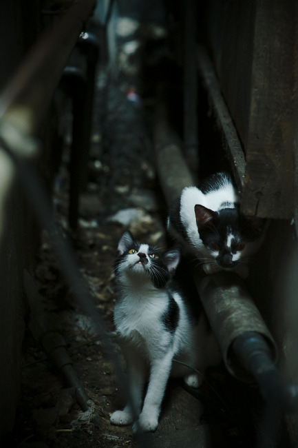 红白棋子，黑白天际，布鲁诺如何将欧冠半决赛谱写成西班牙式战术绝杀