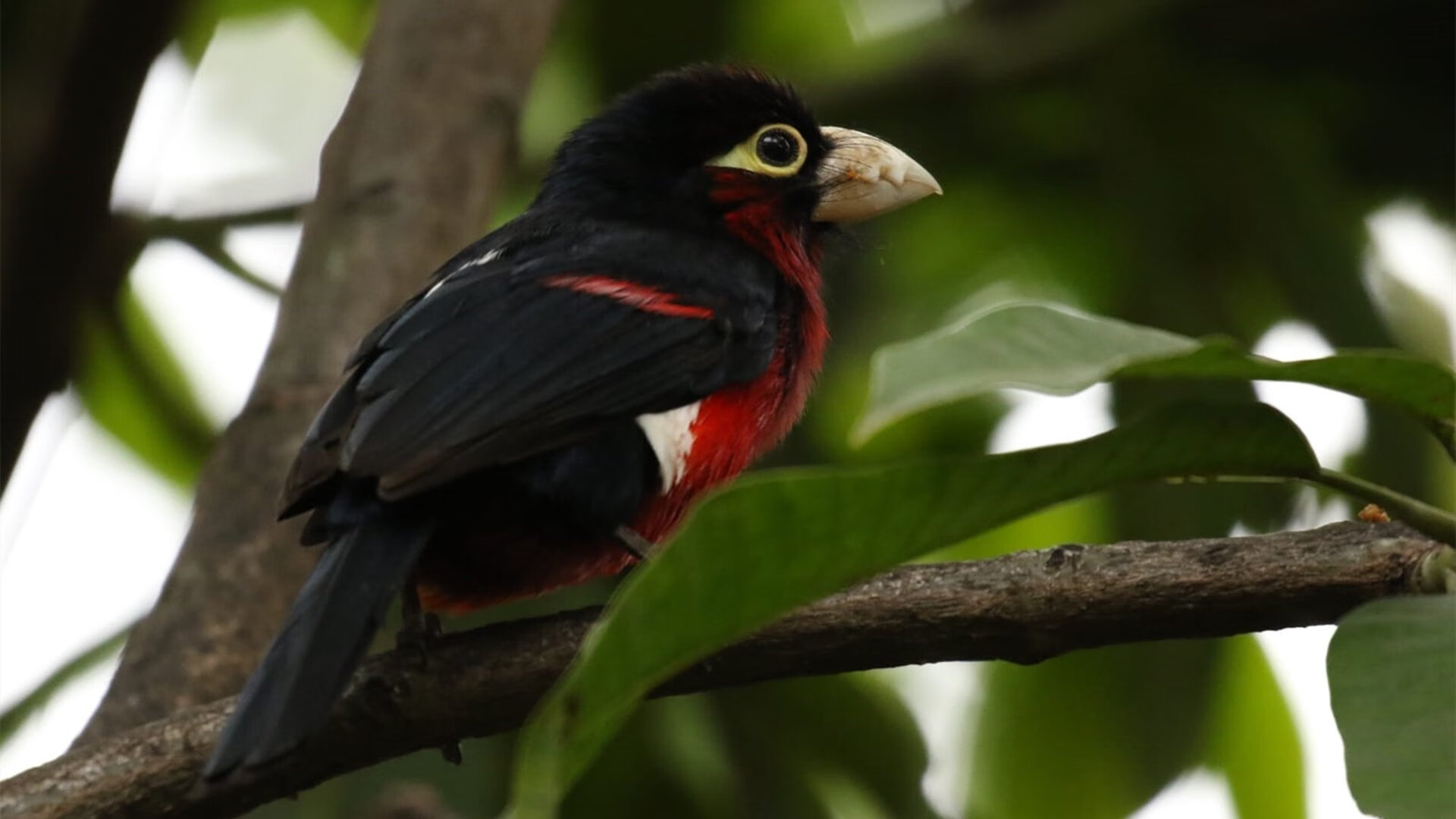锡安轰42+16打碎猛龙防线！文班亚马关键6分定乾坤，马刺惊险过关