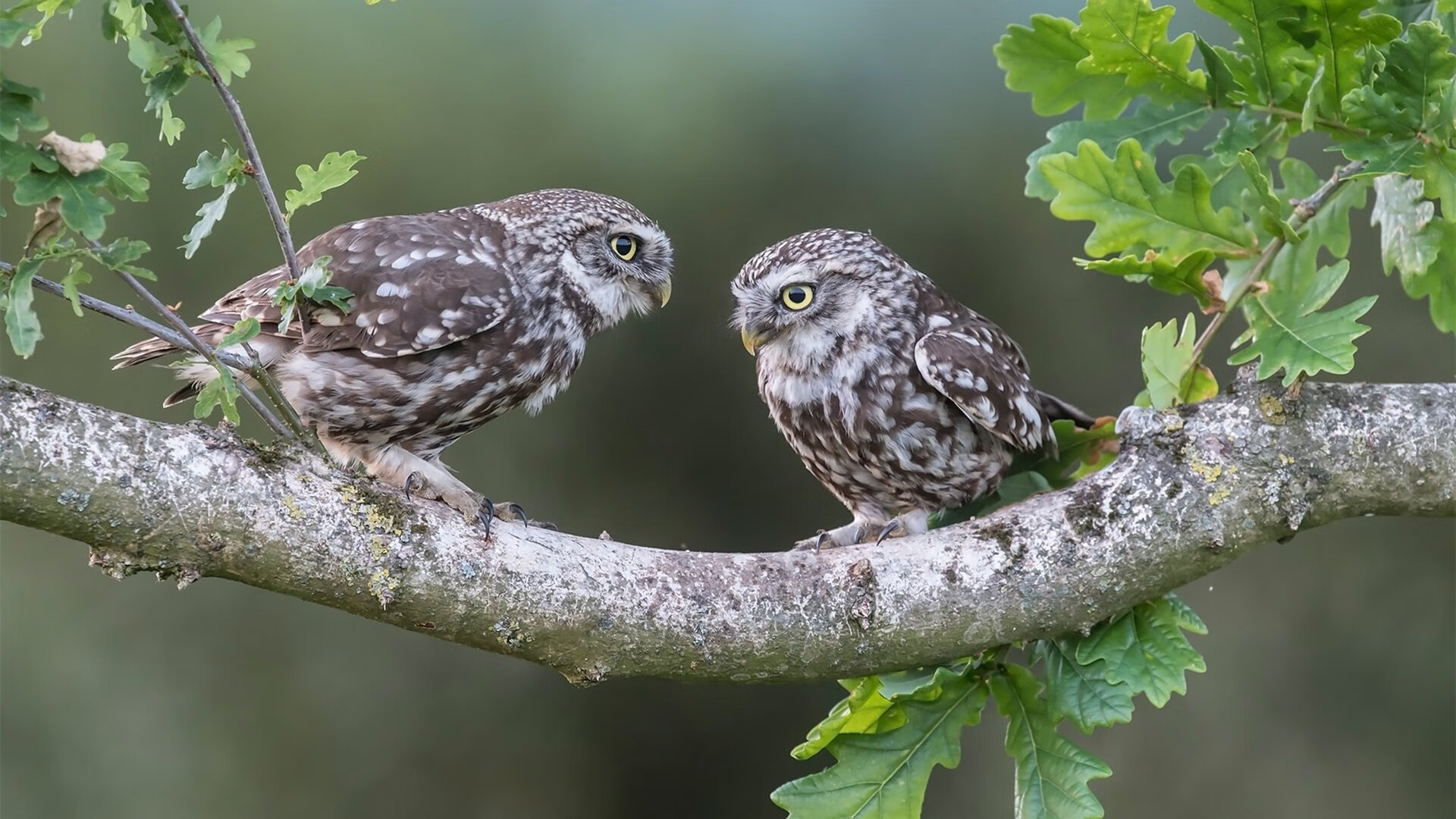 双星闪耀之夜，基米希全面爆发与马里关键战突围塞维利亚
