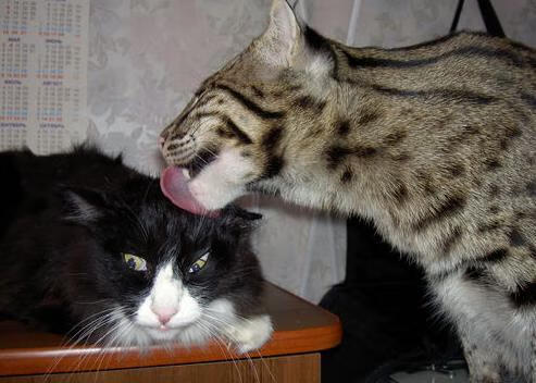 奥纳纳制胜一击！摩纳哥险胜安哥拉，欧冠生死战现英雄