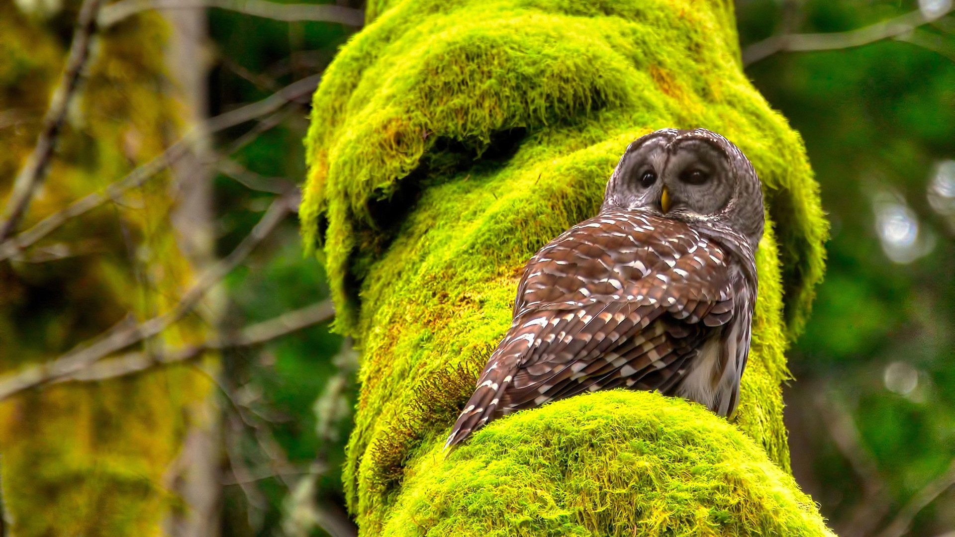 世纪对决，阿根廷主场强势拿下曼城，西班牙金童佩德里竟成关键先生