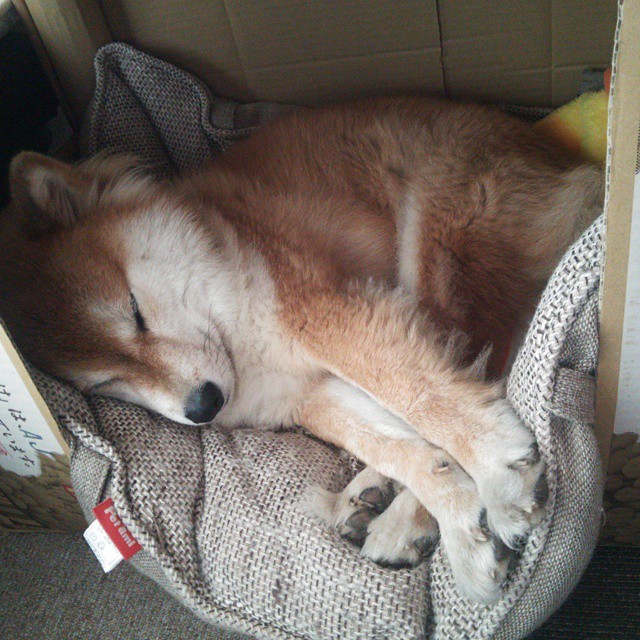 狂暴锡安撕裂辽宁！华盛顿奇才大胜辽宁队，季后赛前景陡然生变