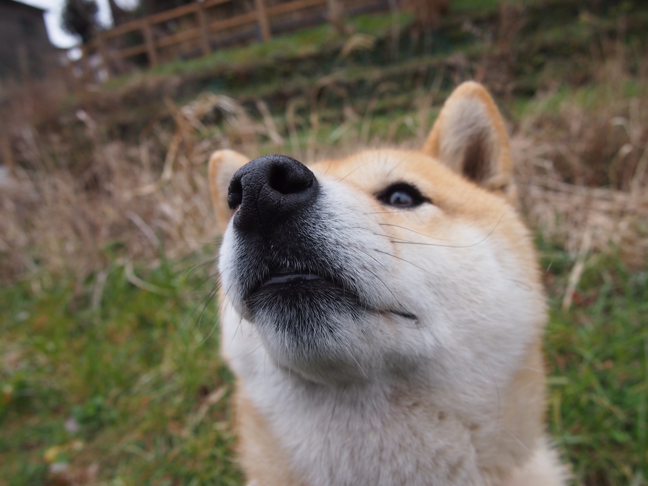 红龙之脊，皮克用肩膀扛起威尔士的航道