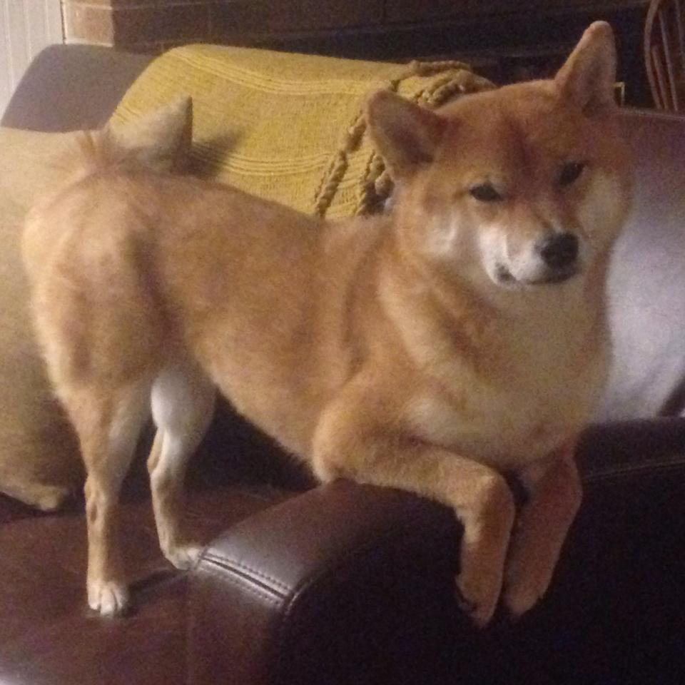 猎场暗影，步行者无声窒息森林狼，杜兰特三记点杀定乾坤