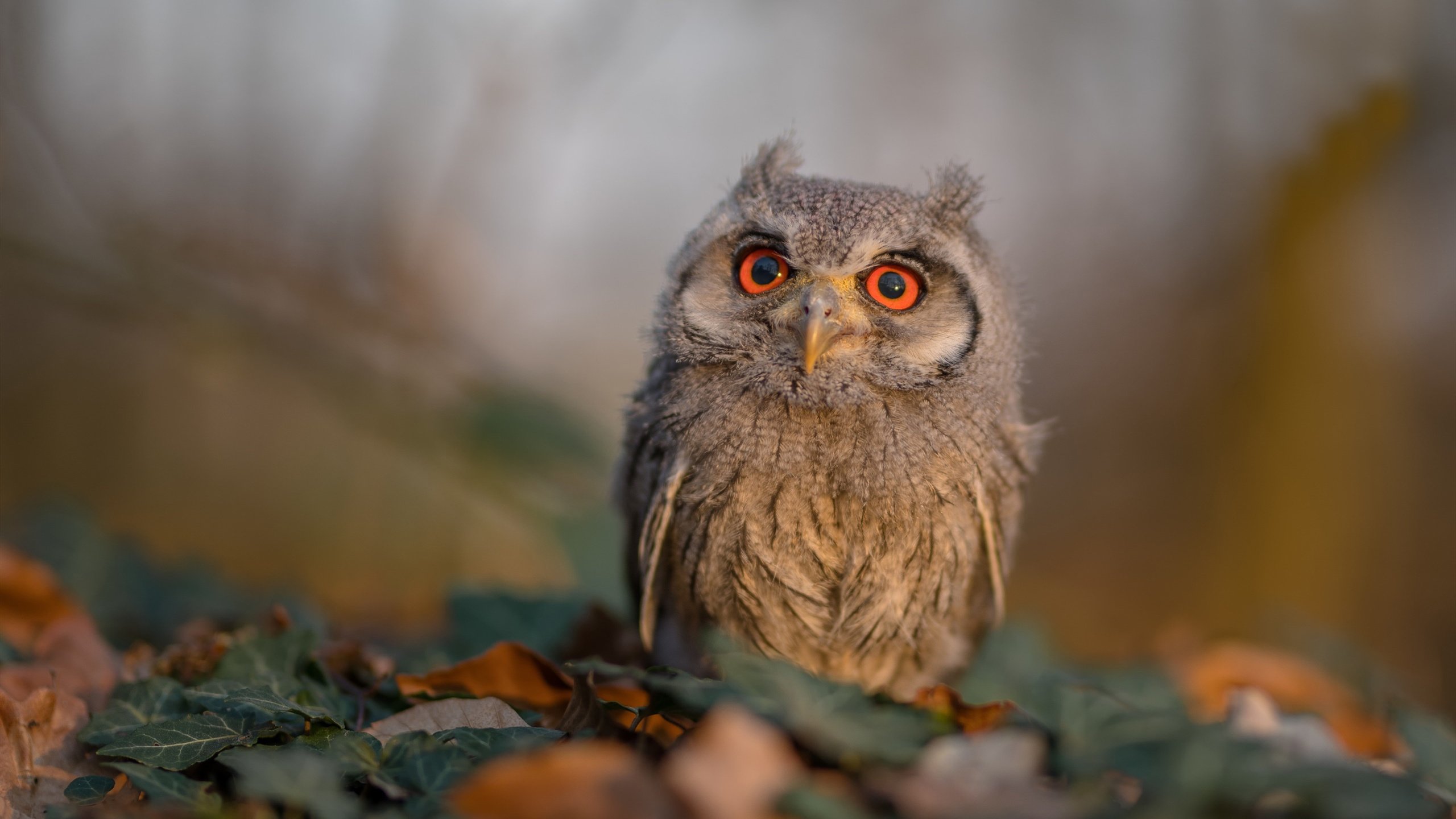 无声的指挥家,小贾伦的爆发与快船式的节奏革命