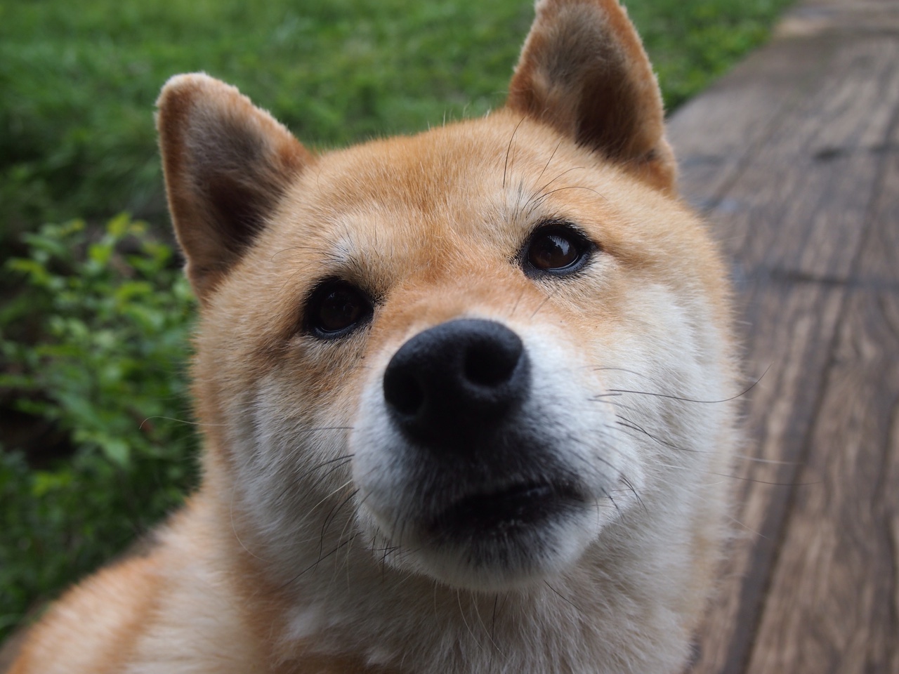 绿茵交响诗，多特蒙德的节奏铁幕与范戴克的破茧变调