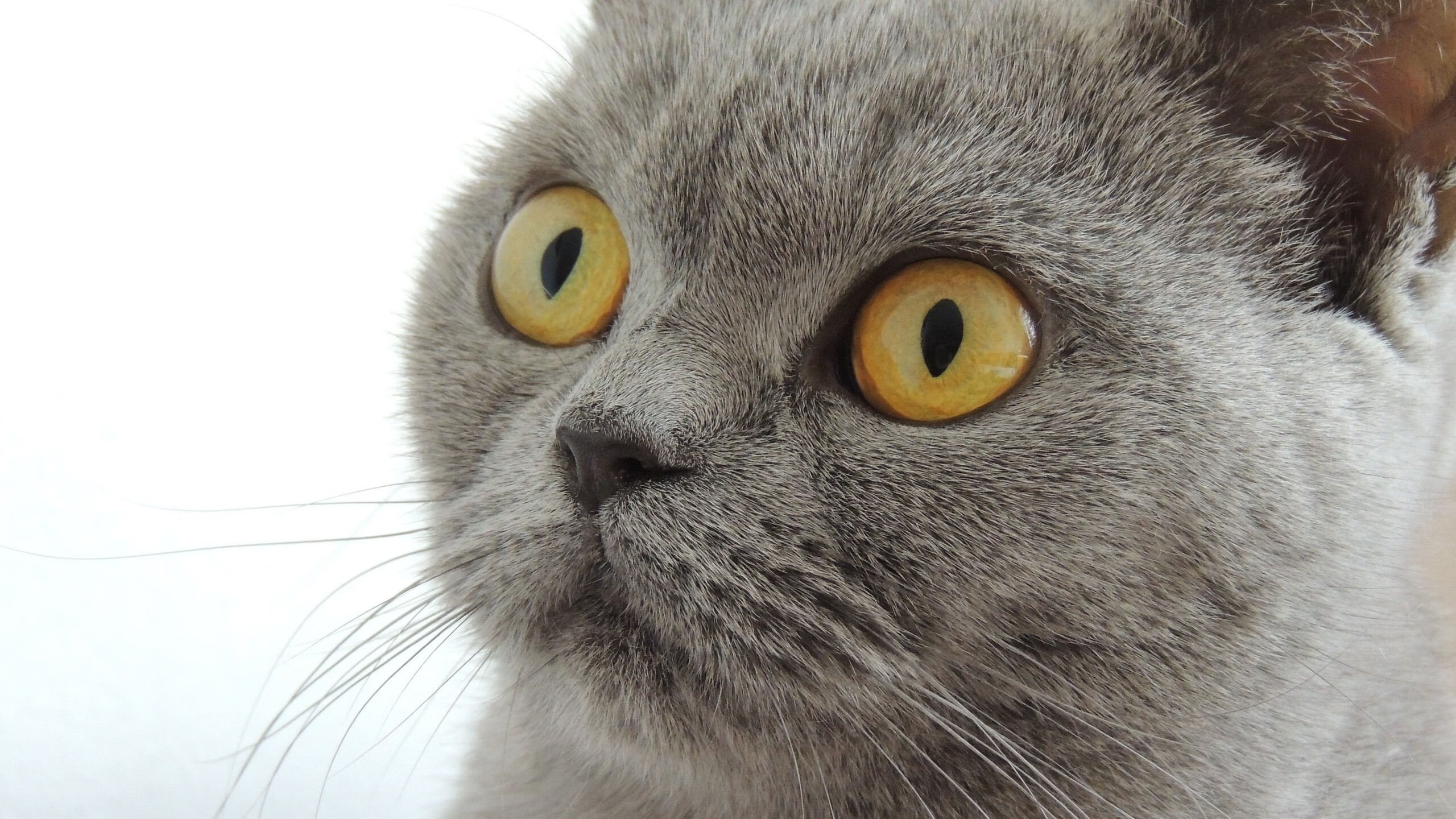 冰与火的交响诗，当公牛掀翻国王，东契奇在亚得里亚海畔接管比赛