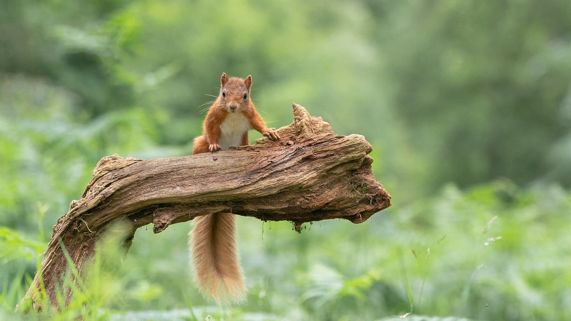 格列兹曼存在感拉满，秘鲁加时取胜摩纳哥—一场跨大陆友谊赛的激情之夜
