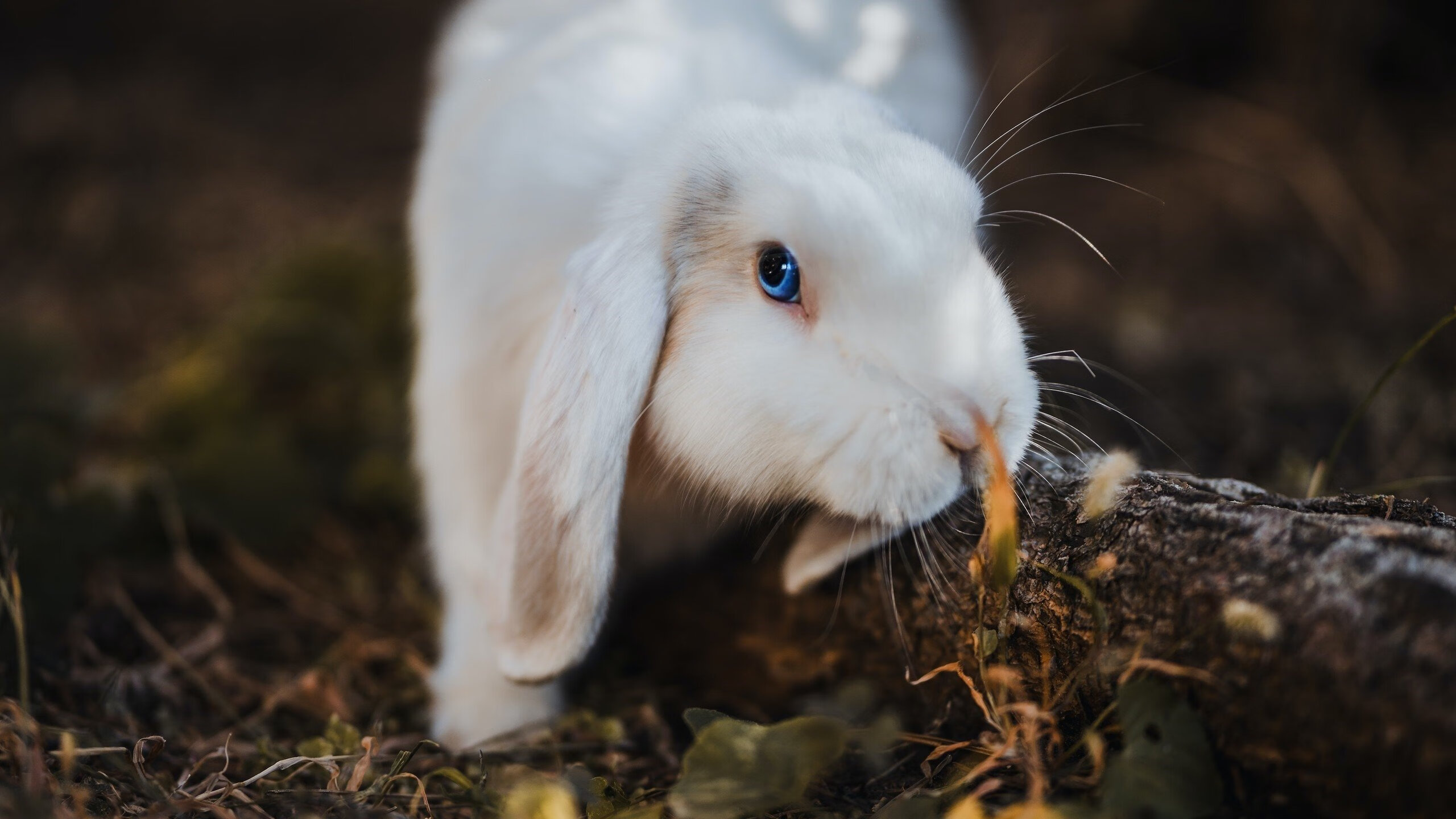 攻与守的终极角力，独行侠狂潮冲垮浙江防线，浓眉绝命一击定乾坤