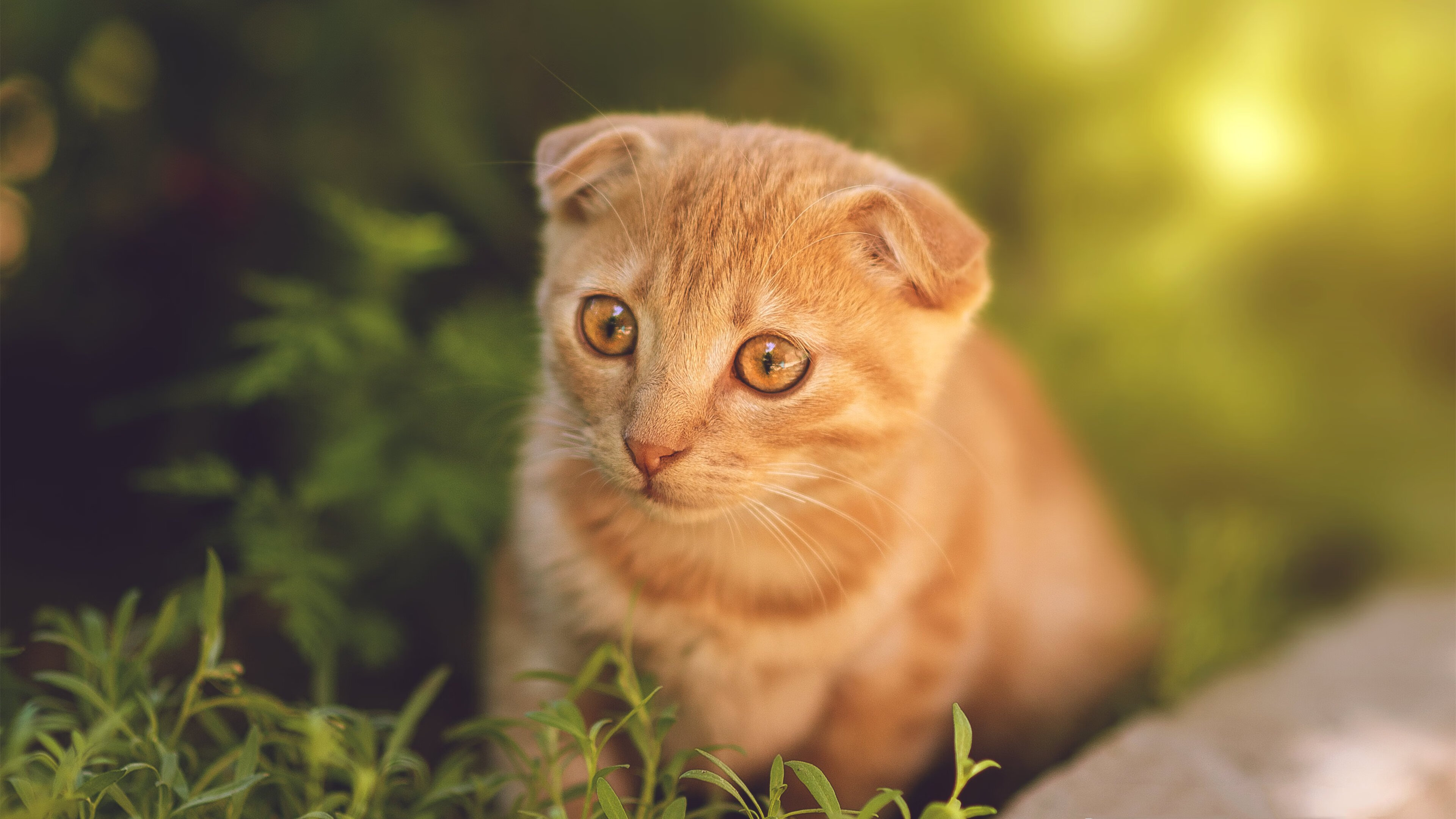 爱游戏在线-德罗赞在F1新赛季揭幕战接管比赛，当篮球巨星化身赛道上的国王