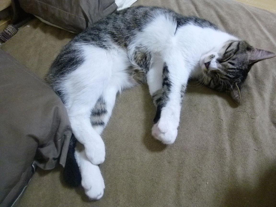 当足球铁幕遇见篮球孤勇,那不勒斯密码与巴雷拉时刻的唯一性告白