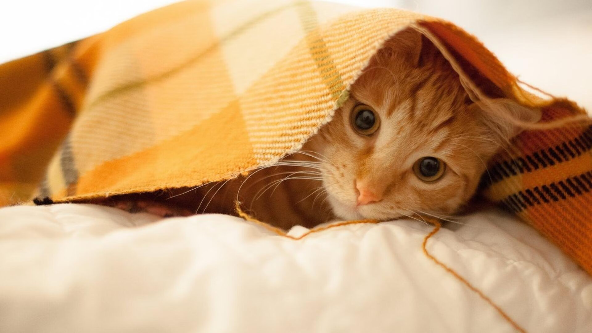 班凯罗，横跨太平洋的篮球桥梁，在浙江的夜晚定义存在感